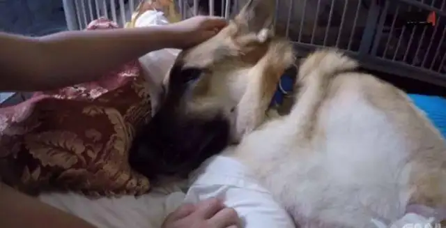 The newly adopted coyote suddenly went to his 7-year-old daughter, and the frightened family was moved to cry..