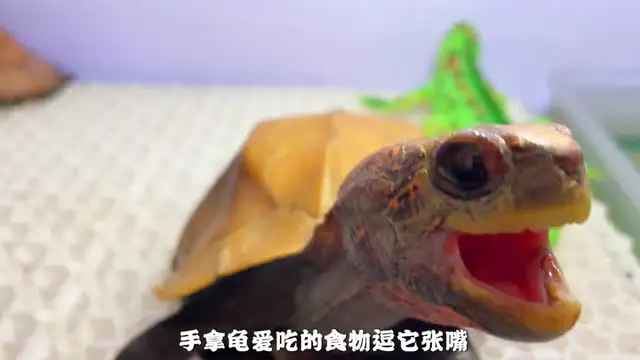 How do you feed turtles when they're sick? Here comes the nanny class