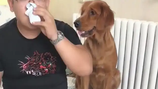 The dog envys the master's yogurt, but the master can't prevent it