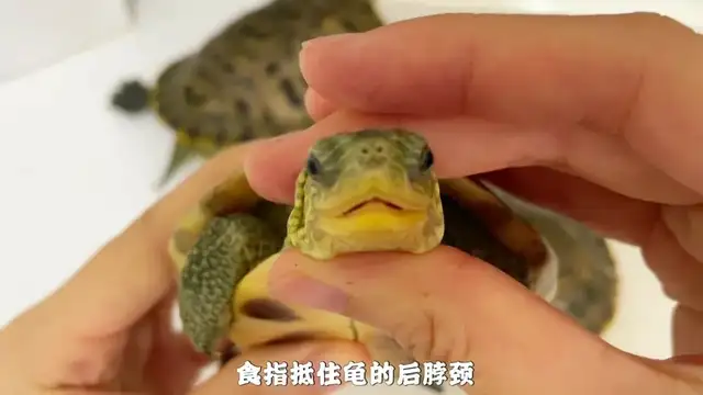 How do you feed turtles when they're sick? Here comes the nanny class