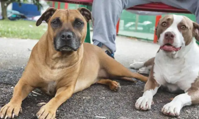You're so jealous of the dogs? It's actually about influence