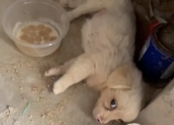 The disabled dog was taken away and abandoned, and the girl was adopted with little problems