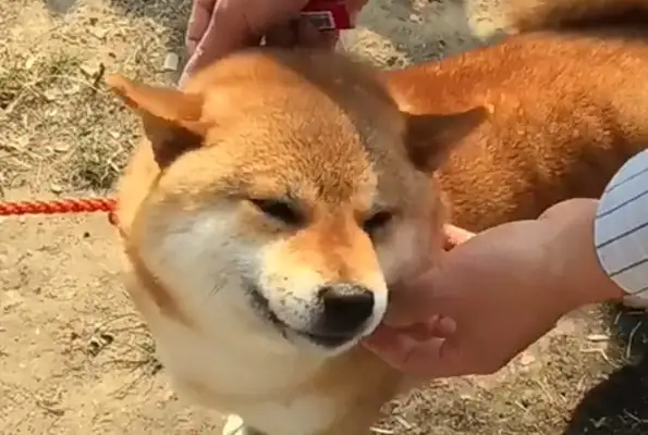 Dogs become little princes of electronic competitions, enjoy the host's charms, and the fans' smile warms the host