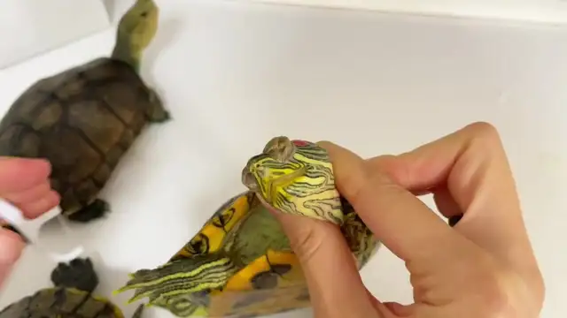 How do you feed turtles when they're sick? Here comes the nanny class