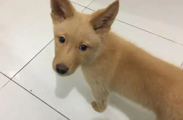 A stray dog at the bus stop followed the girl to the car and took him off the bus