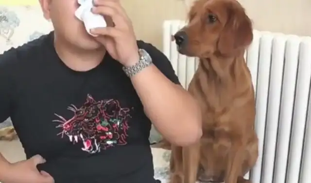 The dog envys the master's yogurt, but the master can't prevent it
