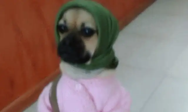 The hostess dressed the dogs in pink and green towels and turned into farmers. Women