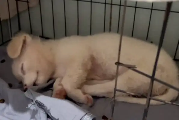 The disabled dog was taken away and abandoned, and the girl was adopted with little problems
