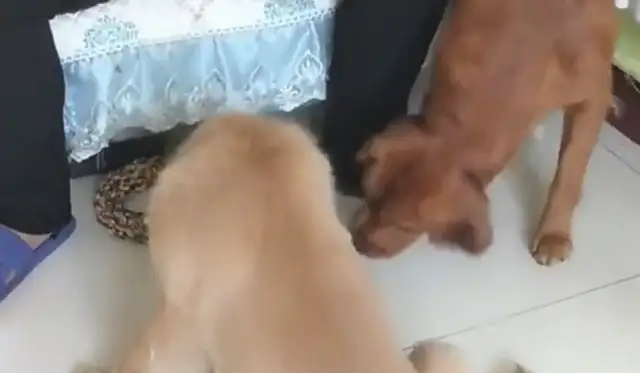 The dog envys the master's yogurt, but the master can't prevent it