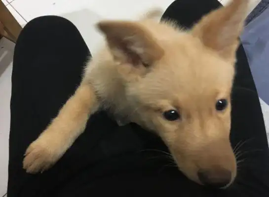 A stray dog at the bus stop followed the girl to the car and took him off the bus