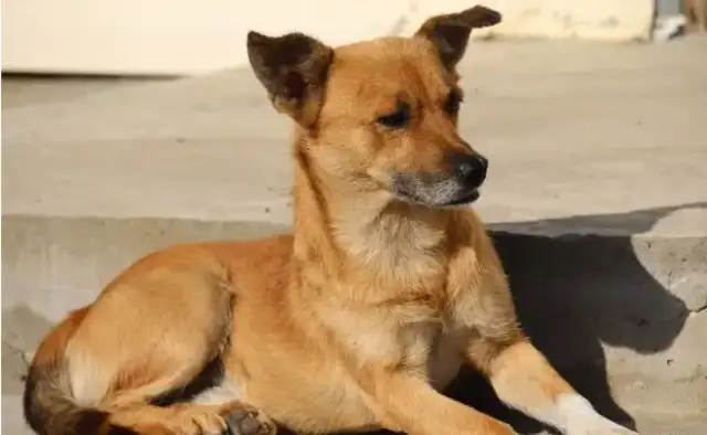 Tears! The dog bites the dog next door and is sent to slaughter
