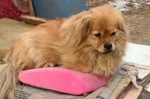 The master died, and the loyal dog waited for five years, looking in one direction every day, waiting for him to appear