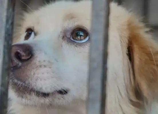 The China Society for the Protection of Small Animals (CPF) has killed stray dogs