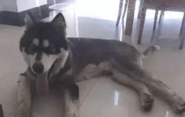 The Hashichi village was "bullying" by a Chinese dog who gave birth to a dog