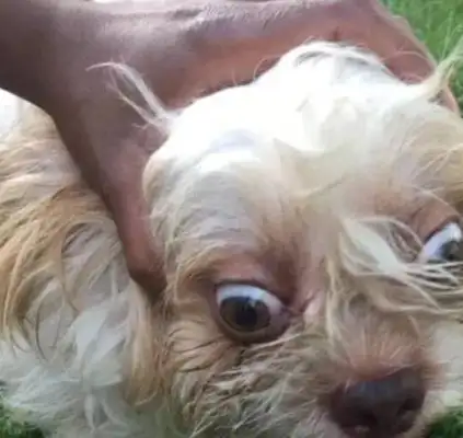 The girl wanted to help the lost dog find the owner, and the netizens asked her to take a picture of her face