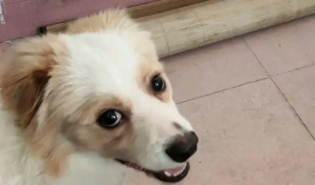 The stray dog went home with the boy to see how he fell in love