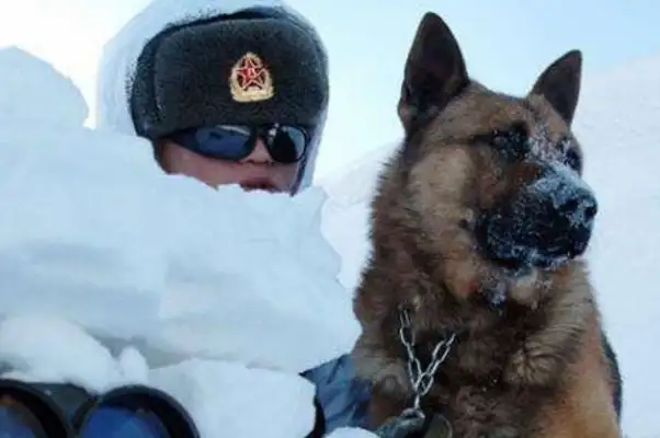 A little police dog was working in the snow, freezing his feet