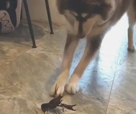 Alaska versus crawfish. Dogs find out a few times, but they can't: How can they eat