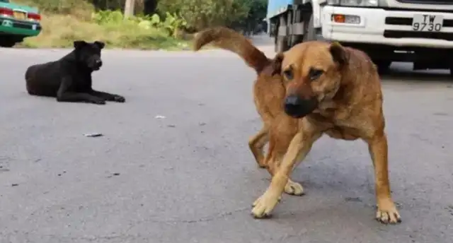 The China Society for the Protection of Small Animals (CPF) has killed stray dogs