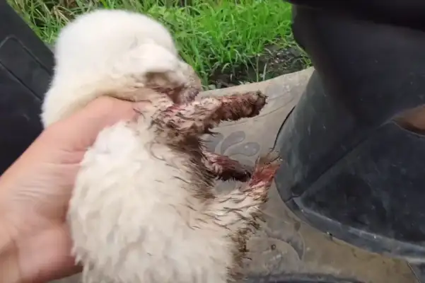 Hubei: You'll be a stray dog in less than a month. You'll be helpless with a scratch
