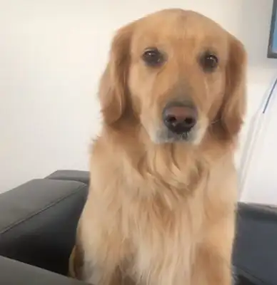 The master is teasing the dog with lemon, and the dog is beating like a thunderbolt