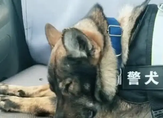 A little police dog was working in the snow, freezing his feet