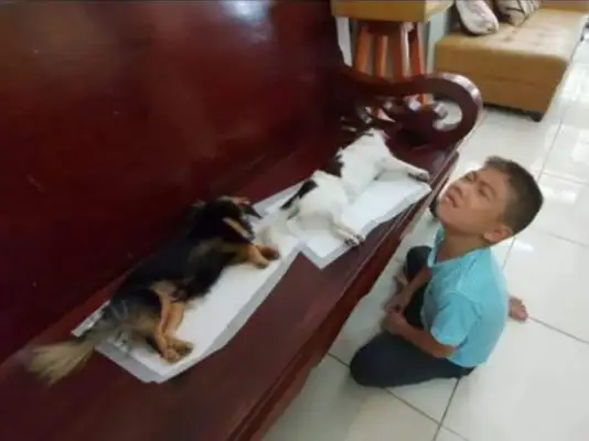 Dogs were sterilized and lying in chairs, the little master thought they were dead, crying on the spot