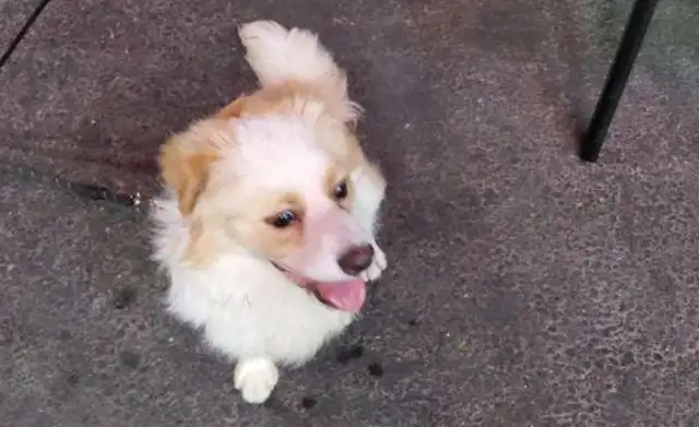 The stray dog went home with the boy to see how he fell in love