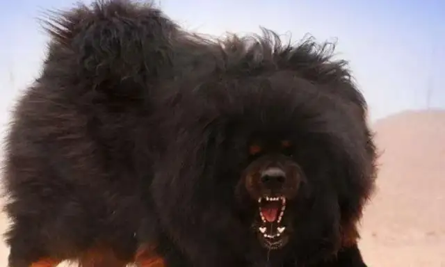 This time, the dog's owner is awarded $1 million