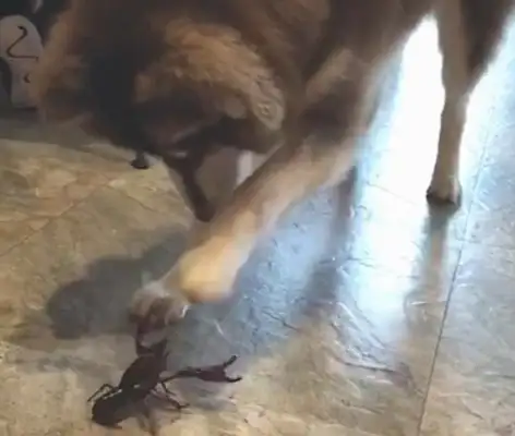 Alaska versus crawfish. Dogs find out a few times, but they can't: How can they eat