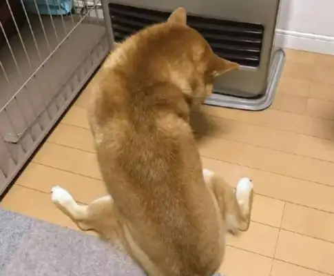 It's so sweet! The dog goes after the little master in the winter