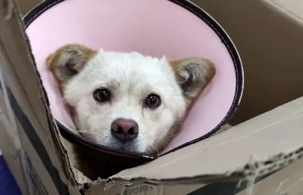 Hubei: You'll be a stray dog in less than a month. You'll be helpless with a scratch