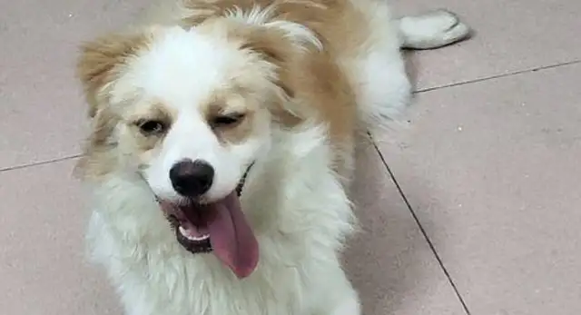 The stray dog went home with the boy to see how he fell in love