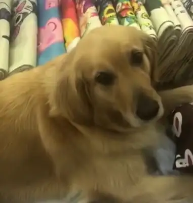 The master is teasing the dog with lemon, and the dog is beating like a thunderbolt