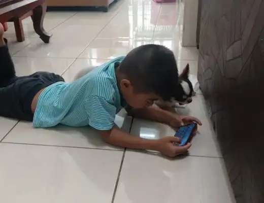 Dogs were sterilized and lying in chairs, the little master thought they were dead, crying on the spot