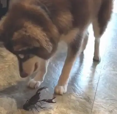 Alaska versus crawfish. Dogs find out a few times, but they can't: How can they eat