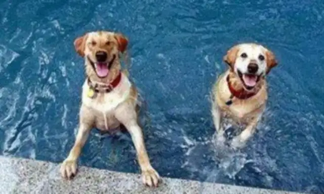 You have to be careful with a dog swimming
