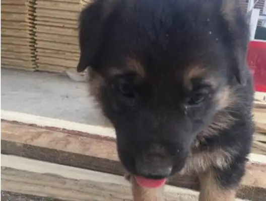 A stray dog came to the wood factory and stayed for a few days with unexpected incidents