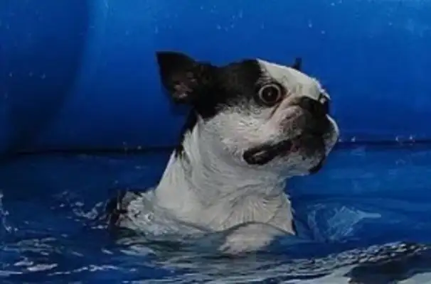 You have to be careful with a dog swimming