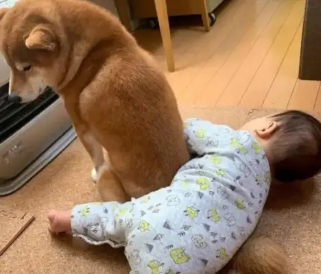It's so sweet! The dog goes after the little master in the winter