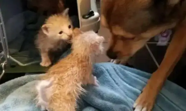 Girls pick up three kittens and dogs are addicted to cat-sucking