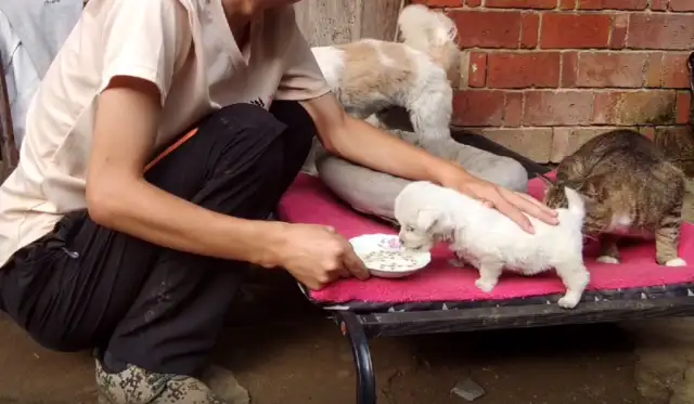 Hubei: You'll be a stray dog in less than a month. You'll be helpless with a scratch