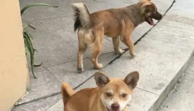 When Chen went to feed the stray dog, the dog went after the girl who had passed, and the girl fell and claimed $130,000