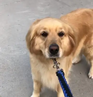 The master is teasing the dog with lemon, and the dog is beating like a thunderbolt