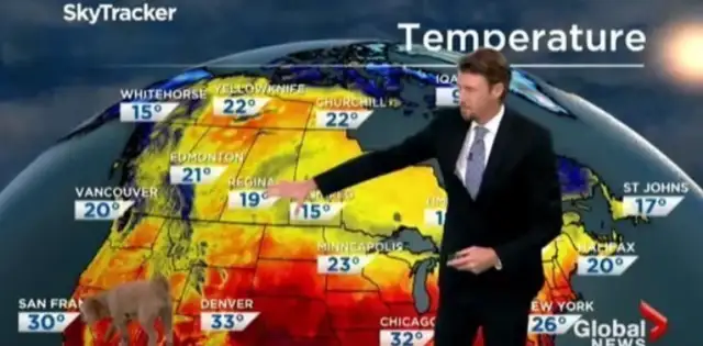 The Canadian weather forecaster is on the scene. He doesn't want a pet dog in the camera looking for snacks