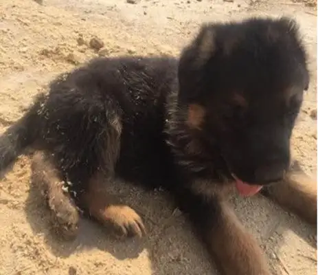 A stray dog came to the wood factory and stayed for a few days with unexpected incidents