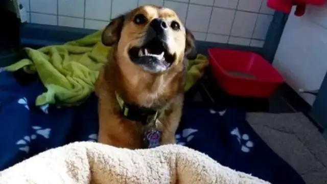 Girls pick up three kittens and dogs are addicted to cat-sucking