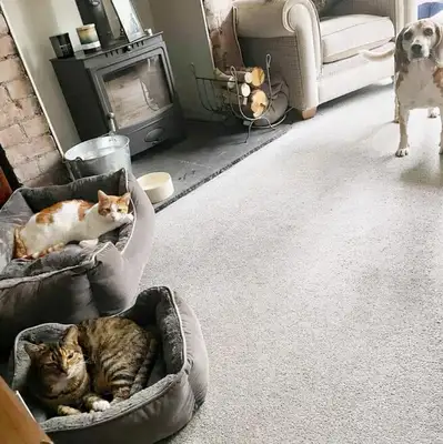 Cats take the bed, greedy cats steal the bed of good little hounds