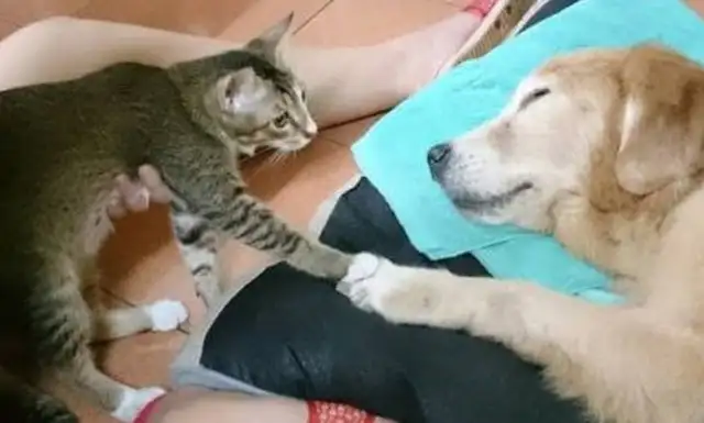 Before the 14-year-old golden hound died, the sister of the Meows extended her hand