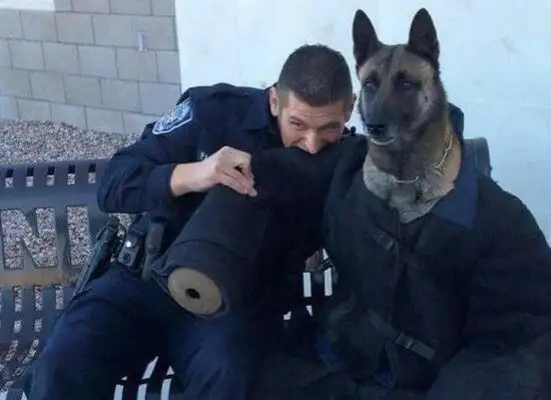 The dog wears a training suit to experience the feeling of being bitten